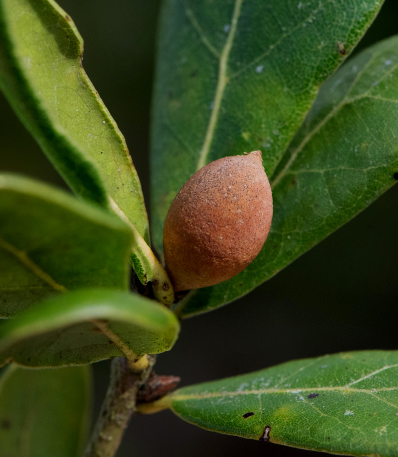 gall on myrtifolia